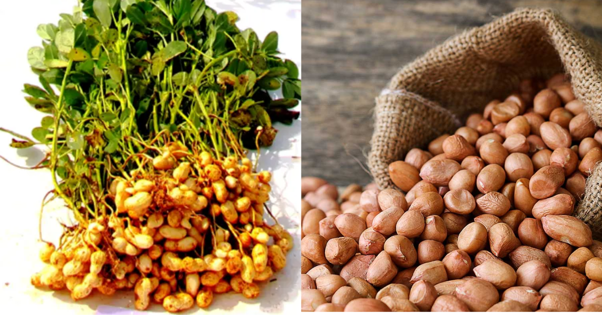 Groundnuts Gujarat's expected to increase by 11.5%.
