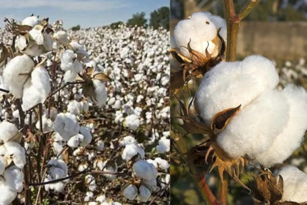 Commodity Market: Cotton prices ease to a 12-month low; 6% less will be produced in India